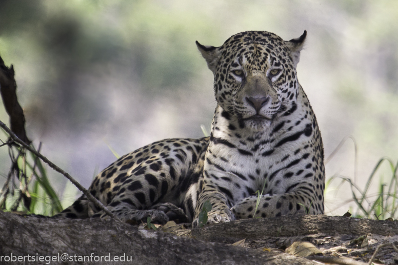 pantanal